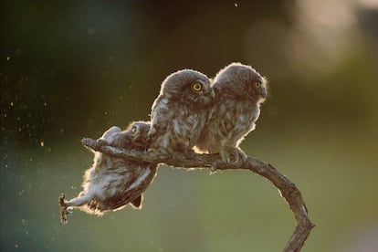 Socorro!! Tibor Kercz foi o vencedor do prêmio de melhor foto. O fotógrafo húngaro captou a imagem vencedora do concurso em seu país, exatamente em Ópusztaszer. A coruja do fundo não tem uma perna. Se as outras duas a tivessem visto estariam rindo muito.