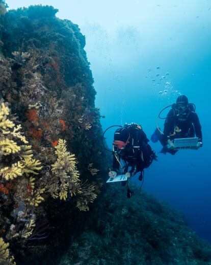 Voluntarios hacen un censo sobre el estado de la gorgonia en la Costa Brava.