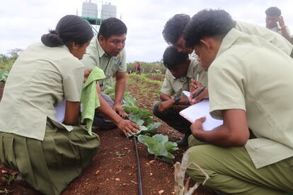 Estudiantes en una huerta en Belice.