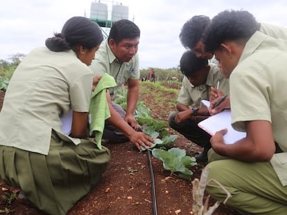 Estudiantes en una huerta en Belice.