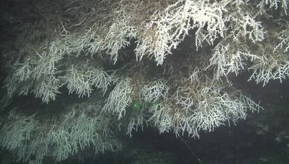 Corales blancos de la especie ‘Madrepora’, en el cañón de Blanes.