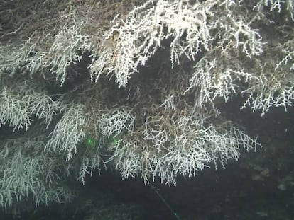 Corales blancos de la especie ‘Madrepora’, en el cañón de Blanes.