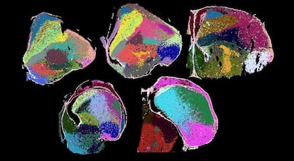 Distribution of different cell types (color-coded) across five histological sections of the chicken brain, identified using the innovative method of in situ sequencing.