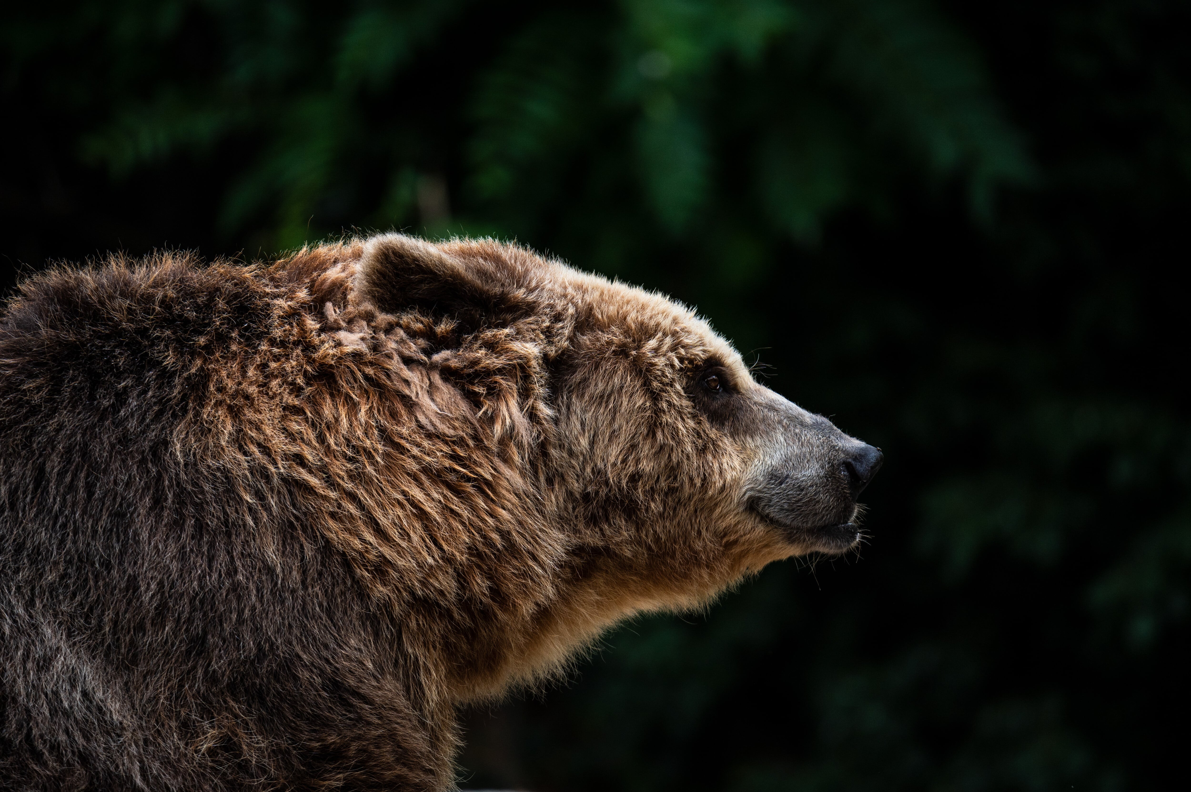 Cómo llevarse bien con los osos ‘grizzly’ Publicado por Últimas noticias: la última hora de hoy en EL PAÍS