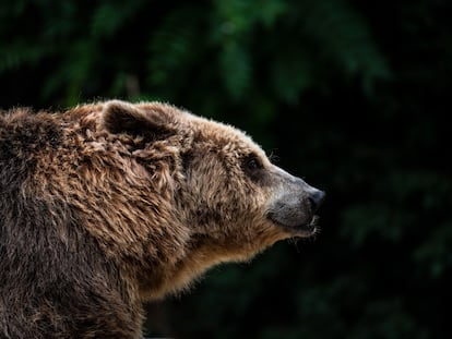 Un oso pardo en el Zoológico Aquarium de Madrid, en 2021.