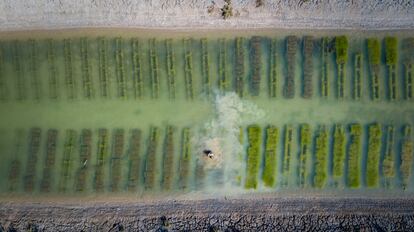 La empresa Acuicultura Levante y Agua crea en unos esteros en San Fernando (Cádiz) una granja de ostras rizadas que ha conseguido llegar a los mejores restaurantes. Imagen tomada el 19 de septiembre de 2018.