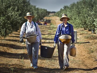 Dos jornaleras recogen aceitunas de mesa en una finca de Morón de la Frontera (Sevilla).