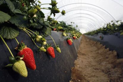 Cultivo de fresas en un invernadero de Huelva.