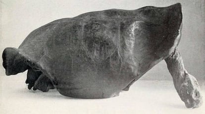 O último exemplar vivo da tartaruga gigante da ilha Fernandina, em Galápagos, foi visto pela última vez há 111 anos.