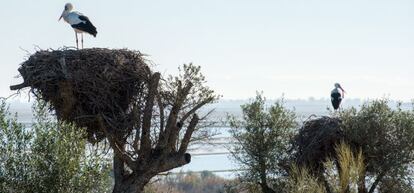Cigüeña en el Parque Nacional Doñana.