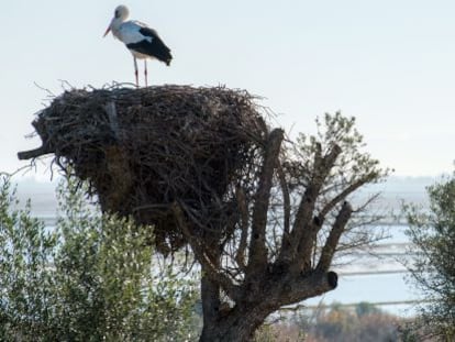 Cig&uuml;e&ntilde;a en el Parque Nacional Do&ntilde;ana. 