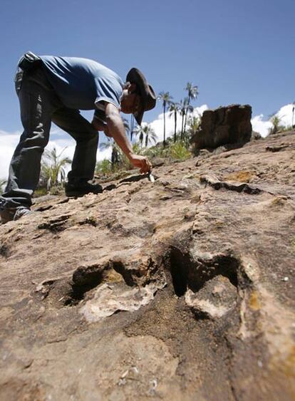 El equipo de paleontólogos que ha estudiado las huellas cree que se trata de las pisadas de tres tipos de dinosaurio distintos, entre ellos las primeras marcas de un Anquilosaurus en el hemisferio sur.