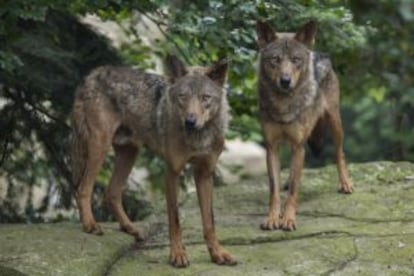 Dois exemplares do lobo ibérico.