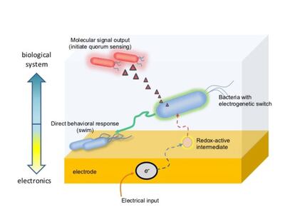 Bacterias diseñadas para responder a una molécula redox activada por un electrodo mediante la creación de un conmutador electrogenético.