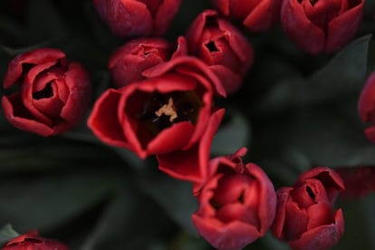 Detalle de unas flores expuestas en el Chelsea Flower Show de Londres, que se celebra desde 1912.