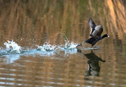 Las áreas de reserva, con lagunas permanentes, son de gran importancia durante este período. Suponen santuarios para las aves que requieren de ambientes encharcados o inundados para reproducirse como el pato colorado o focha común, a las que proveen de hábitat para alimentarse y nidificar.