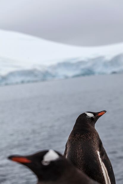 Pareja de pingüinos Papúa. Base Yecho, Isla Doumer, Península Antártica. Los Pingüinos Papúa son los pingüinos más veloces bajo el agua, alcanzando los 36 km/h.