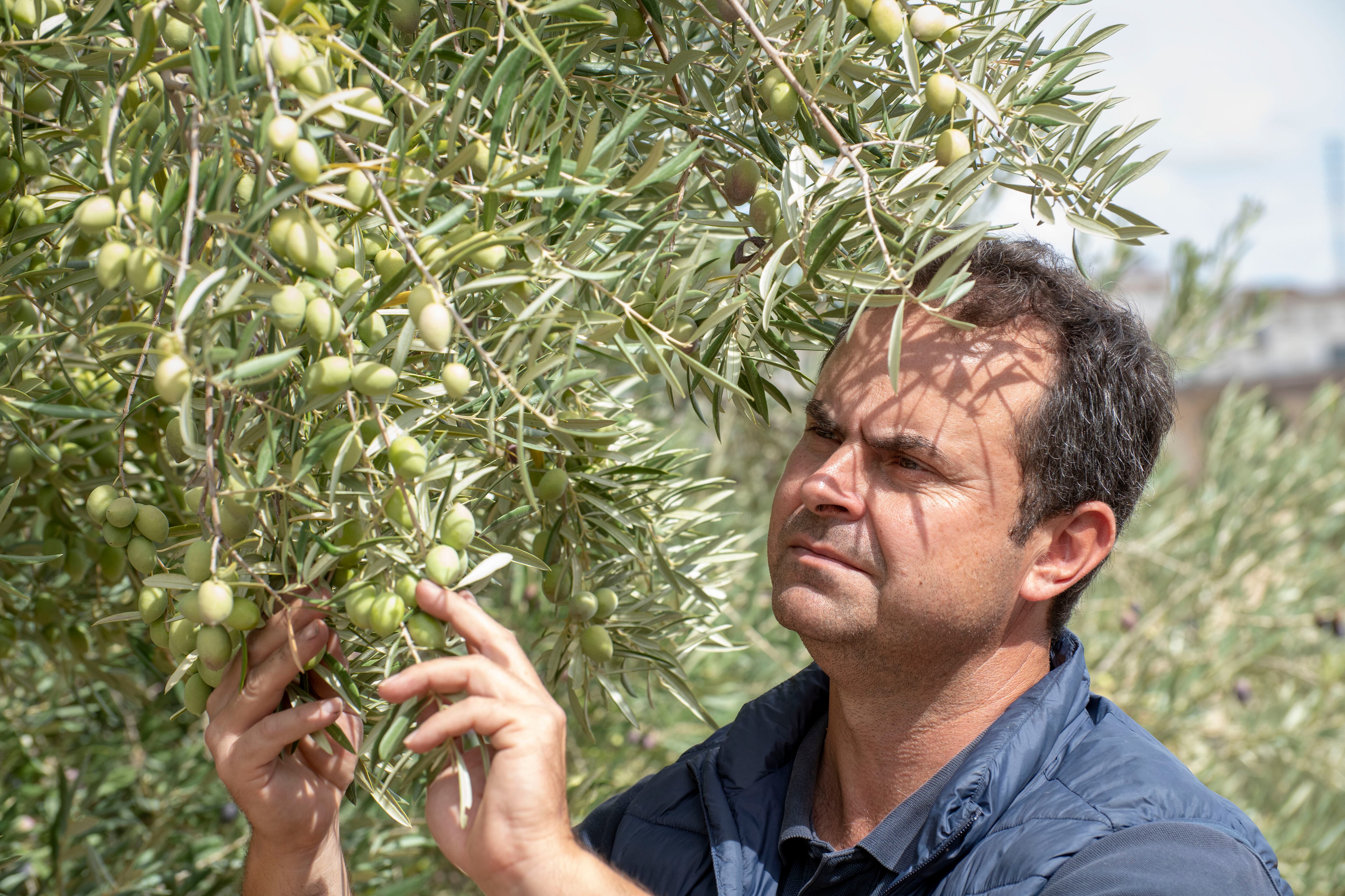 Juan Luis Ávila inspecciona la aceituna para su recolección temprana en su olivar de Jaén, el 3 de octubre.