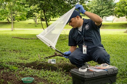 Un investigador captura mosca de gusano barrenador infertilizadas  en las instalaciones de COPEG, en Panamá.