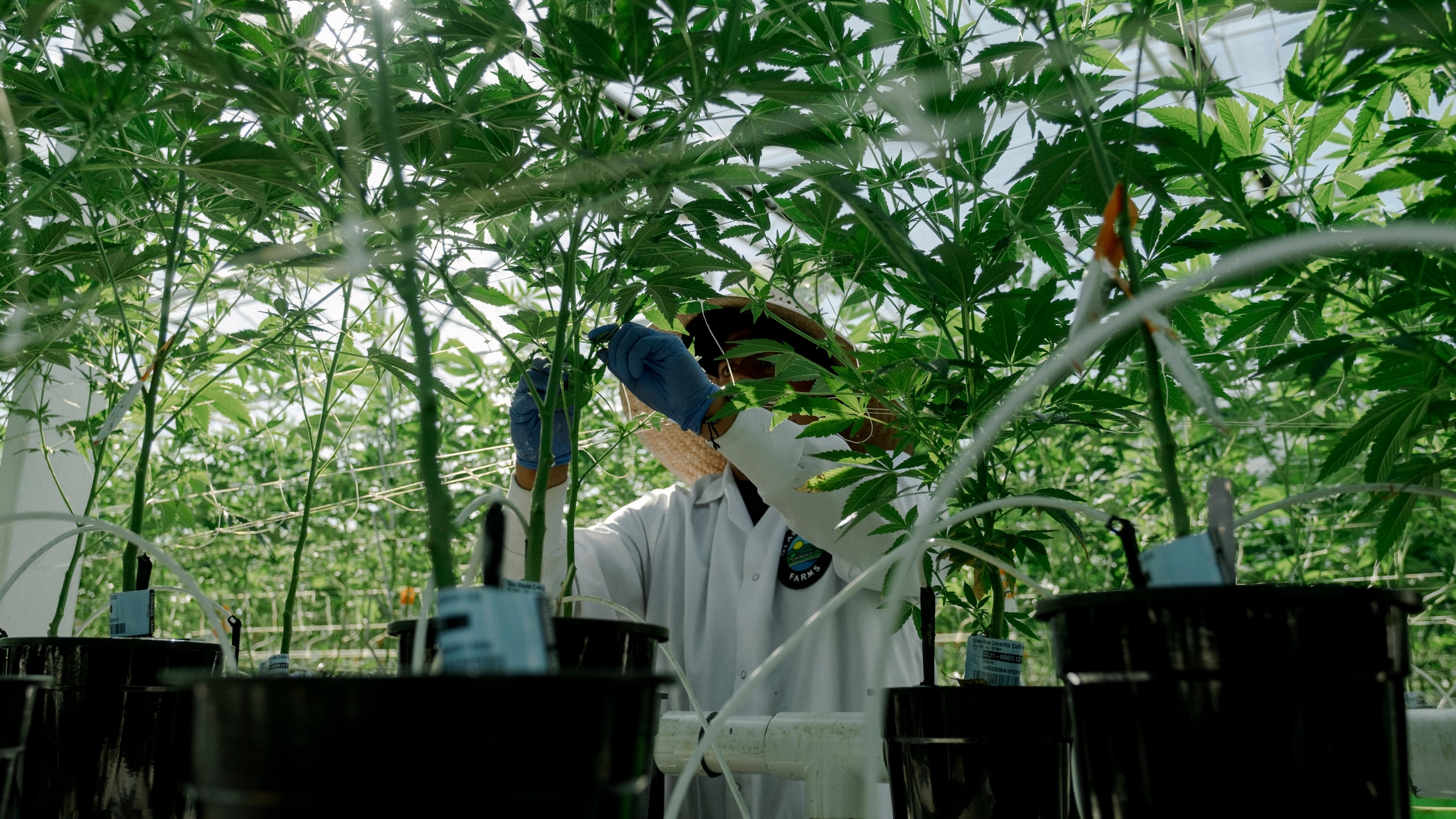 Spain restricts medical cannabis prescriptions