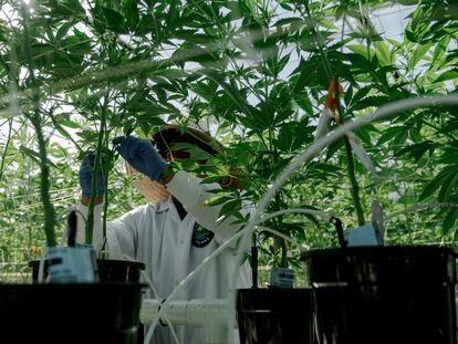 El Gobierno aprueba el uso del cannabis medicinal: solo en hospitales y recetado por especialistas