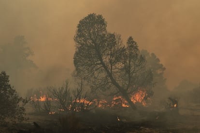 Durante 13 días, la emergencia ha afectado la flora, fauna y calidad del aire de Baja California.