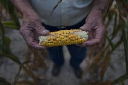 Un campesino mostrando el mes pasado una mazorca afectada por la sequía, a las afueras de Eldorado, en Illinois (EE.UU.).