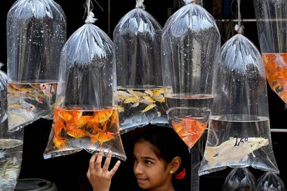 Una niña india mira peces ornamentales exhibidos en una tienda de mascotas en Chennai (India).