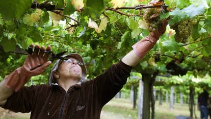 Una mujer durante la vendimia de Bodegas La Val, una de las marcas pioneras de la Denominaci&oacute;n de Origen R&iacute;as Baixas.