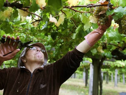 Una mujer durante la vendimia de Bodegas La Val, una de las marcas pioneras de la Denominaci&oacute;n de Origen R&iacute;as Baixas.