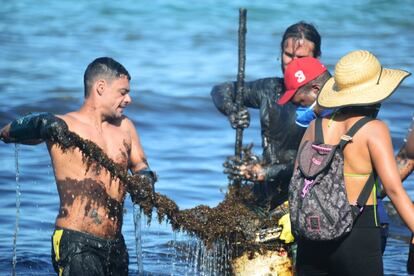 Os voluntários também retiraram as algas marinhas que se acumulavam na praia e estavam sujas de óleo.