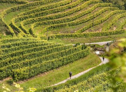 Dos peregrinos en el Camino del Norte a su paso por los viñedos de la bodega Txakoli Talai Berri, en Zarautz.