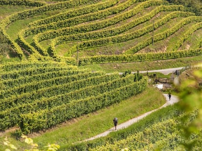 Dos peregrinos en el Camino del Norte a su paso por los viñedos de la bodega Txakoli Talai Berri, en Zarautz.