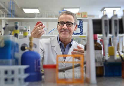 Bruno Gonzlez-Zorn, director de la Unidad de Resistencia a los Antibiticos de la Universidad Complutense de Madrid, en el laboratorio. 