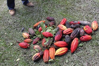 Los campesinos fueron aprendiendo que tenían que preocuparse por producir cacao de calidad.