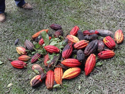 Los campesinos fueron aprendiendo que tenían que preocuparse por producir cacao de calidad.