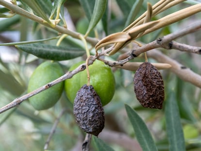 Estado de algunos olivares en Jaén debido a la sequía, en una imagen del 14 de septiembre.