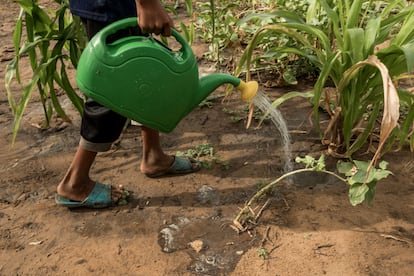 Un niño riega una de las huertas de la comunidad Merrunain, en Manaure, en la Guajira. Los turnos de riego implantados en la ranchería Walaschen, para no sobreexplotar el acuífero, han funcionado, y Fucai ha decidido a principios de septiembre ampliar las tuberías en 1.300 metros para que lleguen a más familias. La llegada de agua ha convertido las huertas en verdaderos vergeles en el desierto. Y la familia al completo se suele encargar del cuidado de los cultivos. También los niños, en los días que no hay escuela. 

