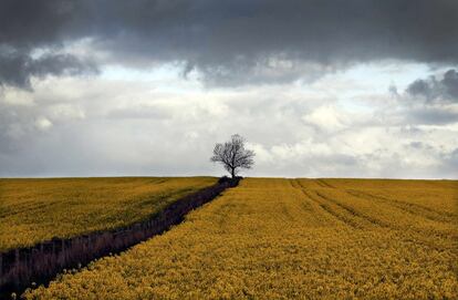 Campos en floración en los valles de Yorkshire, cerca de Ravenstonedale, Reino Unido.