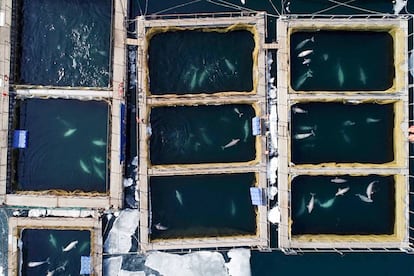 Imagen aérea de los corrales marinos donde están las ballenas y las orcas en el lejano oriente ruso.