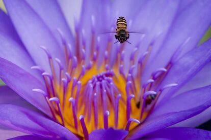 Una abeja recolecta polen en una flor de loto en Bangkok (Tailandia).