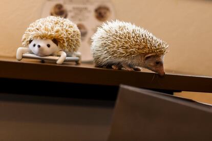 A hedgehog walks next to a mobile phone with a hedgehog cover at the Harry hedgehog cafe in Tokyo, Japan, April 5, 2016. In a new animal-themed cafe, 20 to 30 hedgehogs of different breeds scrabble and snooze in glass tanks in Tokyo's Roppongi entertainment district. Customers have been queuing to play with the prickly mammals, which have long been sold in Japan as pets. The cafe's name Harry alludes to the Japanese word for hedgehog, harinezumi. REUTERS/Thomas Peter SEARCH "HEDGEHOG THOMAS" FOR THIS STORY. SEARCH "THE WIDER IMAGE" FOR ALL STORIES