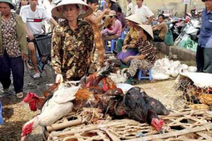 Venta de aves en un mercado de Vietnam, país en el que se han sacrificado miles de animales por la gripe.