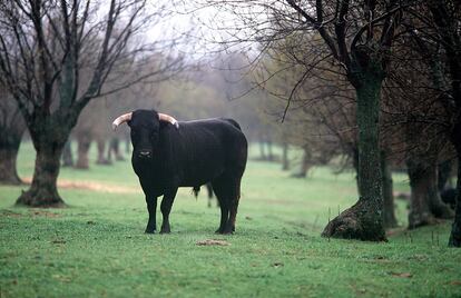 Un toro bravo en una imagen de archivo.