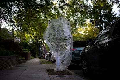 Una red cubre un árbol para protegerlo de la llegada masiva de cigarras en Washington, el pasado 17 de mayo. La Agencia de Protección Ambiental de EE UU (EPA, por sus siglas en inglés) ha lanzado una campaña en redes sociales para que la población no las fumigue, ya que los insecticidas pueden afectar al resto de seres vivos.