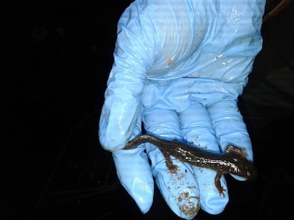 El tritón del Montseny en la mano enguantada del herpetólogo Fèlix Amat.