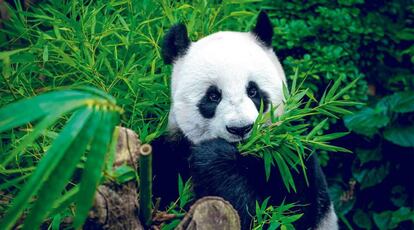 Un panda en el Zoo de Madrid.