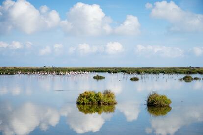 Una de las lagunas de la Illa de Buda, el humedal más grande del Delta de l'Ebre.