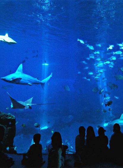 Tiburones en el Gran Azul, la mayor piscina del acuario de Palma de Mallorca, que se abrió el viernes 8 de junio.