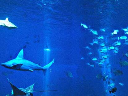 Tiburones en el Gran Azul, la mayor piscina del acuario de Palma de Mallorca, que se abrió el viernes 8 de junio.